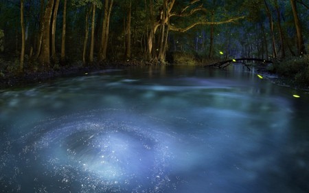 Enchanted Forest - foam, blue, amazing, brown, foggy, leaves, dawn, forests, plants, nice, woods, trees, fog, beautiful, morning, cool, natural, white, nature, picture, awesome, green, bubbles, smoke, leaf