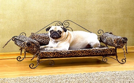 LUXURY LIFE - pet, laying, bed, animal, dog, safari design