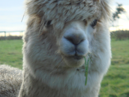 'Grass for dinner...' - yorkshire, farm, alpaca, england