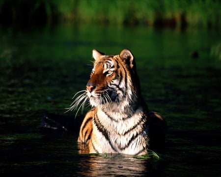 Tiger in Water - tiger in water, cool, picture