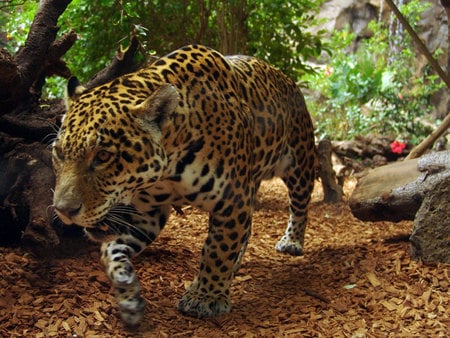 jaguar hunting - jaguar, forest path