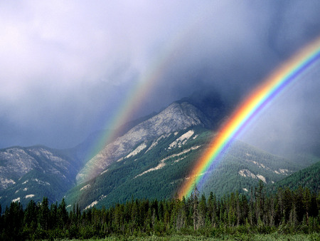 rainbow mountion - rainbow, forest, montions