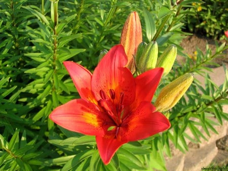 Red Flower - red flower, picture, beautiful