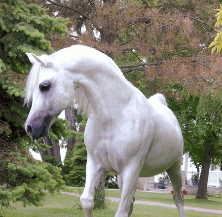 Lady Arabian - white, horses, animals, mare, arabian