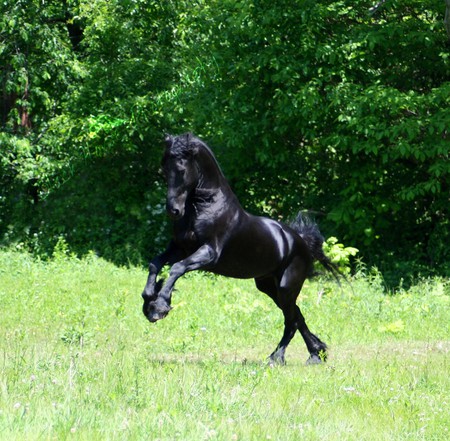 Black Beauty - black, keegan, horses, friesian, animals