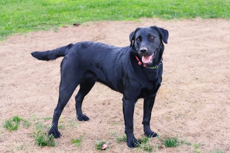 Happy Rosie - labrador, rosie, dog, happy