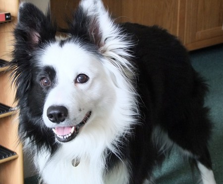 Happy Bon - collie, dog, smile, happy, border, bon