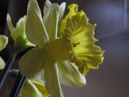 Daffodils - pretty, yellow, flower, spring