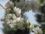 Apple Blossoms