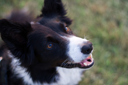 Waiting for the Ball - collie, dog, green, grass, border