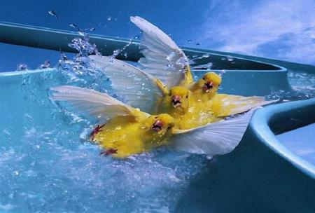 Just having fun - slide, birds, water, blue, funny, wings, splashing, sliding