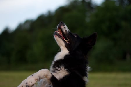 Sit up and beg - border, green, collie, dog, grass