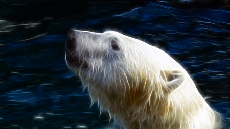 Poler Bear  - bear, water, poler bear, cool, wallpaper, animals