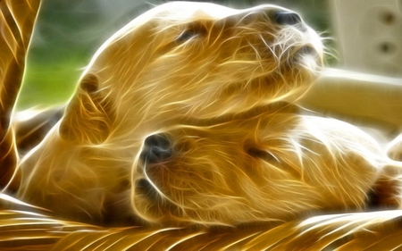 Puppy's  - dogs, puppy, cool, wallpaper, animals