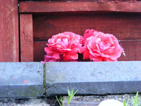 Roses on the wrong side of the fence!! - fence, squeeze, roses, wall, pink