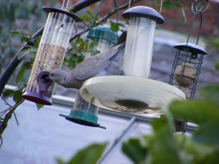 So thats how he does it! - swinging, feeders, seeds, doves