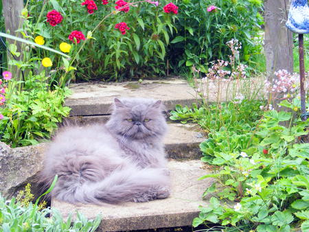 Blossom in our flower garden!! - steps stone, london pride, cat, blossom, flowers, poppies