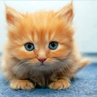 ATTACK KITTY.