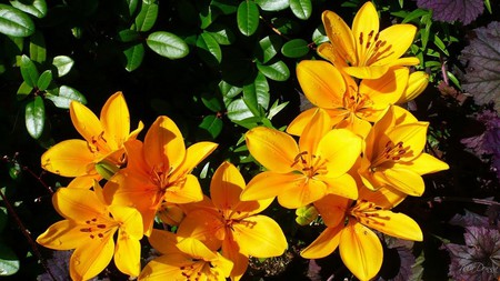 Golden Lilies - yellow, lily, flowers, summer, firefox persona, widescreen