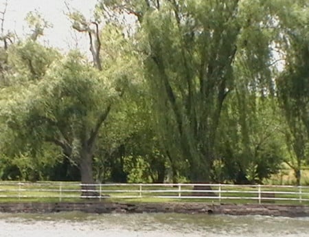 Weeping Willows - water front, trees