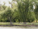 Weeping Willows