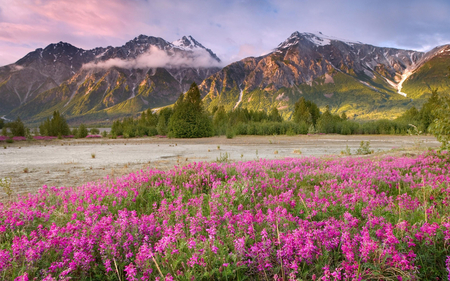 Beautiful Canada - flowers, snowcapped, canada, mountains, pink flowers