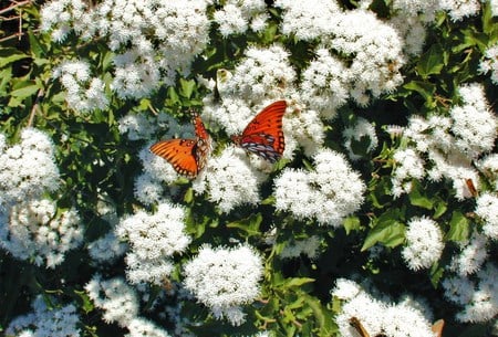 White mist - pair, butterflies, white mist, flowers, orange