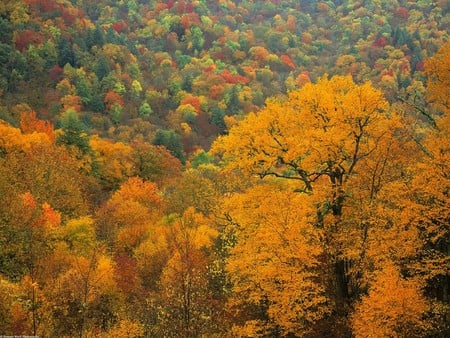 fall in the mountains - nature, autumn, fall, trees, forest, mountains