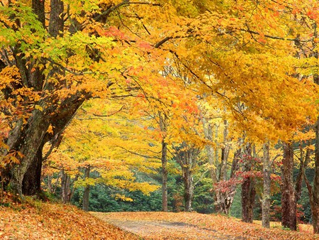 roadway in the fall - nature, autumn, fall, trees, forest, mountains