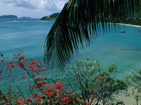 island beaches - flowers, trees, beaches, island, sea, bay