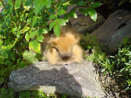 Hidden Rabbit - rabbit, cool, hidden, picture