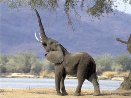 Elephant - elephant, cool, picture