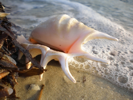 conch shell - shell, sand, beach, wave