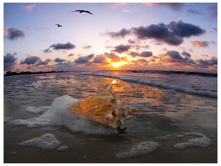 conch shell - shell, sunset, sand, beach