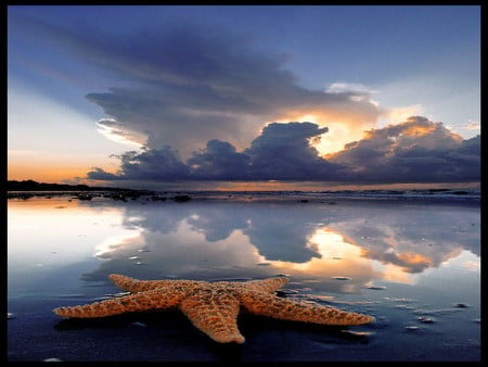 starfish - starfish, single, shore, sunset