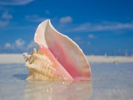 conch shell - shell, shore, single, blue