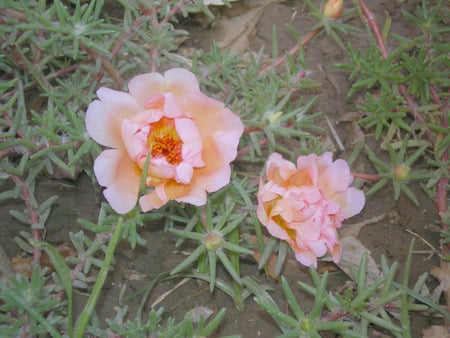 Pink flowers - nature, flowers