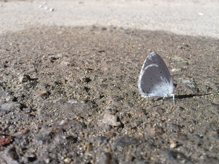 butterfly - nature, butterfly