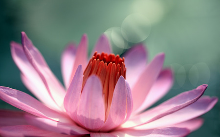 Pink flower - nature, nice, flowers