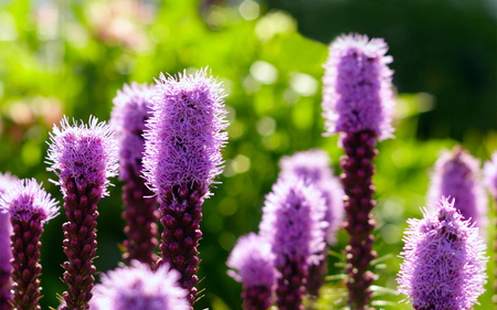 purpleliatris - nature, purple, green, meadow, flower