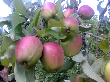 nature - apple, iran, majeed, nature