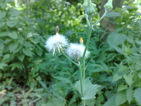 nature - iran, flower, majeed, nature