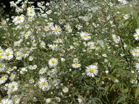 nature - iran, flower, nature, majeed