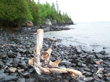 Driftwood on rocky beach - beach, wood, rock, lake, forest