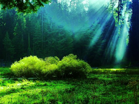 Sequoia sunrays - sequoia trees, rays, sunlight, green