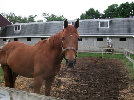 cestnute horse names daisy - horses, fill, warmbloods, mare, thoroughbreds