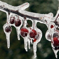 crabapple-ice