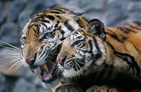 Tigers - hot, animals, cats, cute, tigers