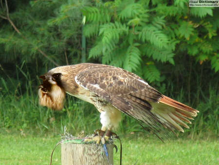 Dogbird - animal, bird, dog