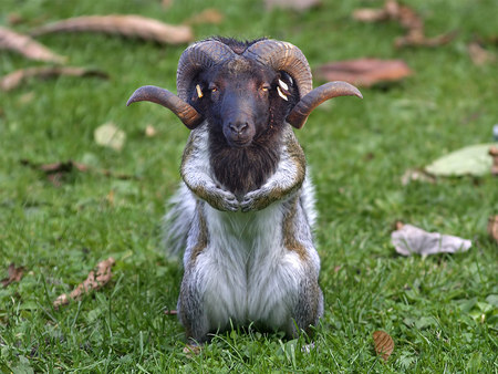 Ramsquirrel - ram, animal, weird, squirrel